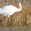 Whooping Crane